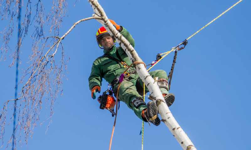 Climbing Harnesses